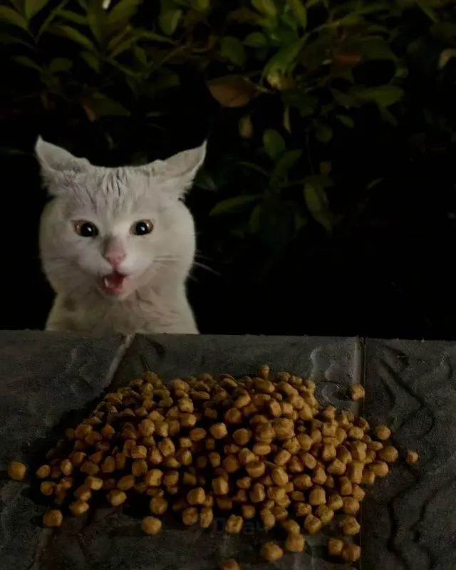 Китаянка кормит уличного кота, а тот каждый раз в шоке от угощения