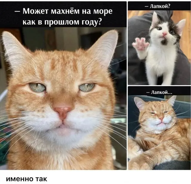 Смешные картинки и мемы для хорошего настроения