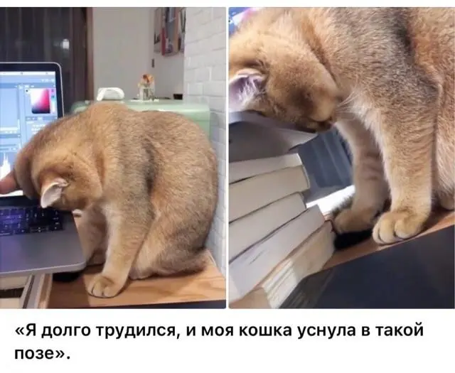 Смешные картинки и мемы для хорошего настроения