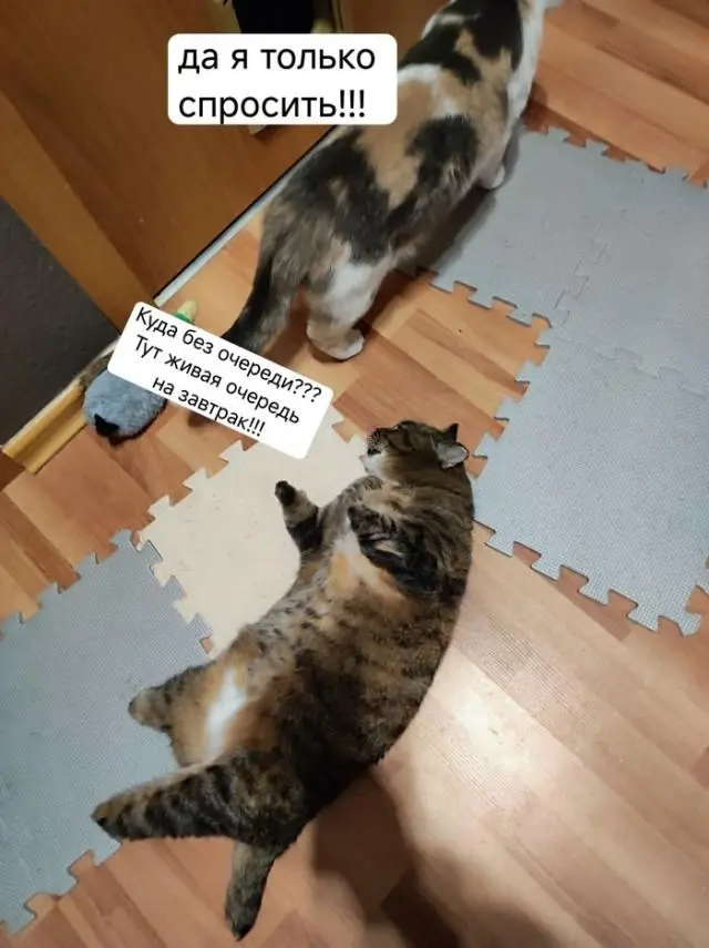 Смешные картинки и мемы для хорошего настроения