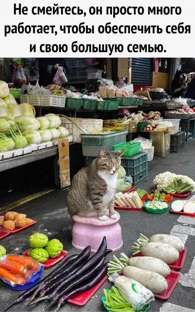 Смешные картинки и мемы для хорошего настроения