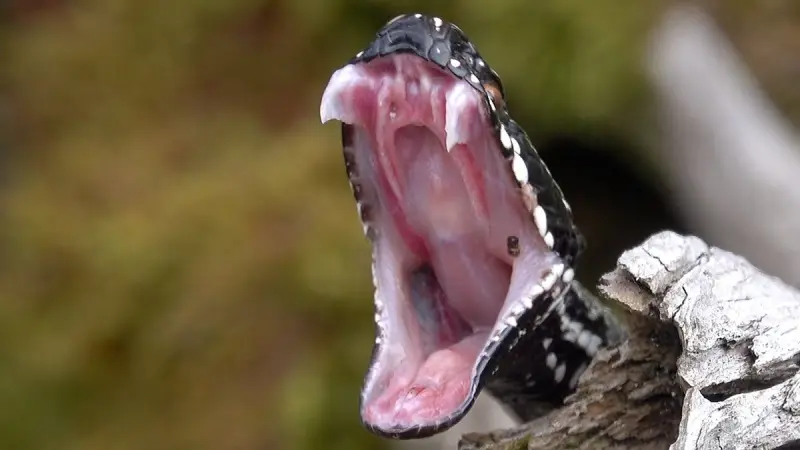 Змеиный гид: учимся отличать ужа от гадюки и знать, чего ожидать