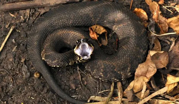 Змеиный гид: учимся отличать ужа от гадюки и знать, чего ожидать