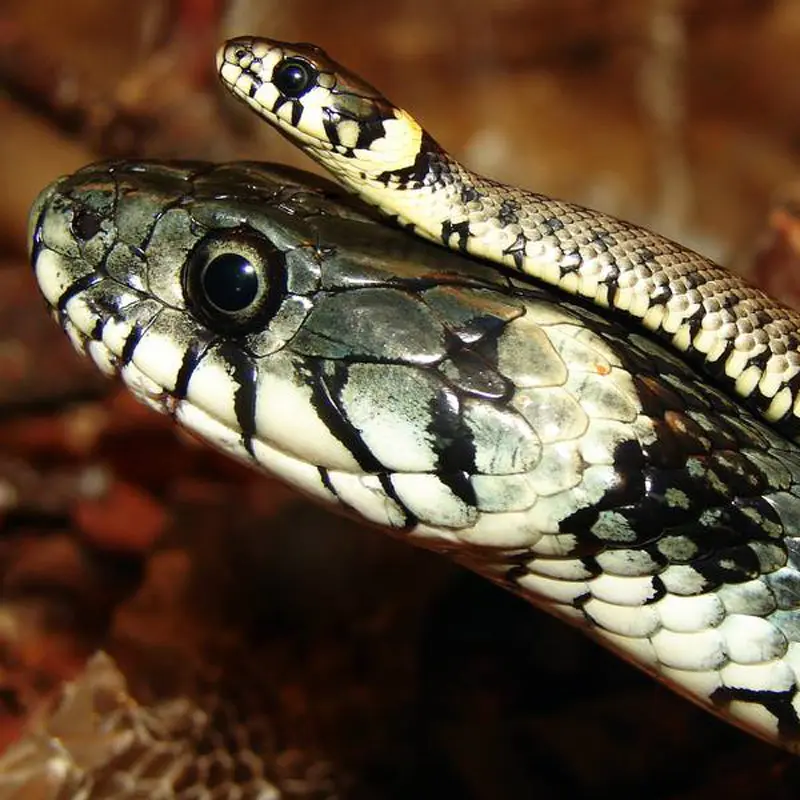 Змеиный гид: учимся отличать ужа от гадюки и знать, чего ожидать