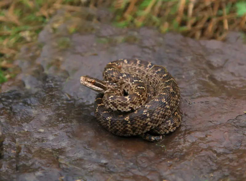 Змеиный гид: учимся отличать ужа от гадюки и знать, чего ожидать