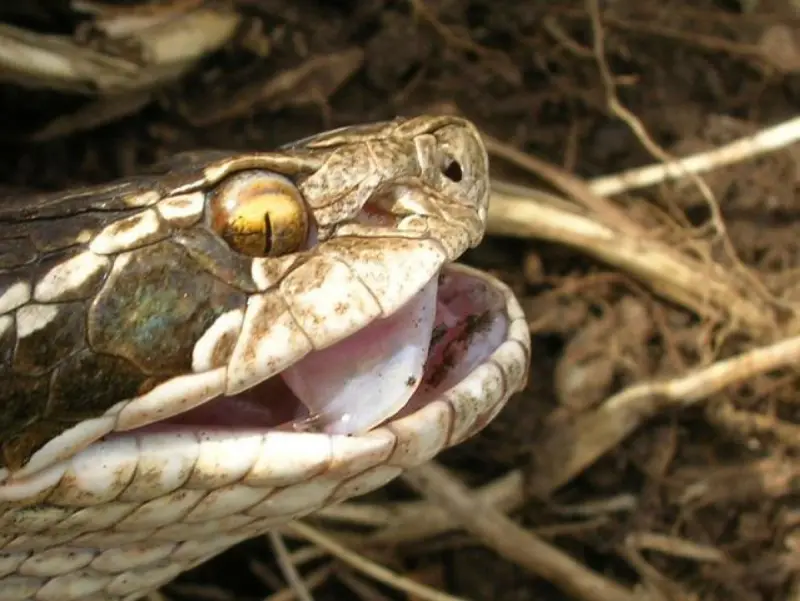 Змеиный гид: учимся отличать ужа от гадюки и знать, чего ожидать