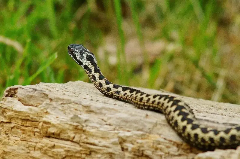 Змеиный гид: учимся отличать ужа от гадюки и знать, чего ожидать