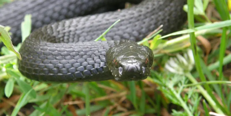 Змеиный гид: учимся отличать ужа от гадюки и знать, чего ожидать