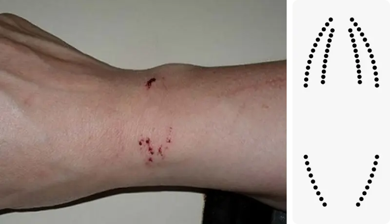 Змеиный гид: учимся отличать ужа от гадюки и знать, чего ожидать