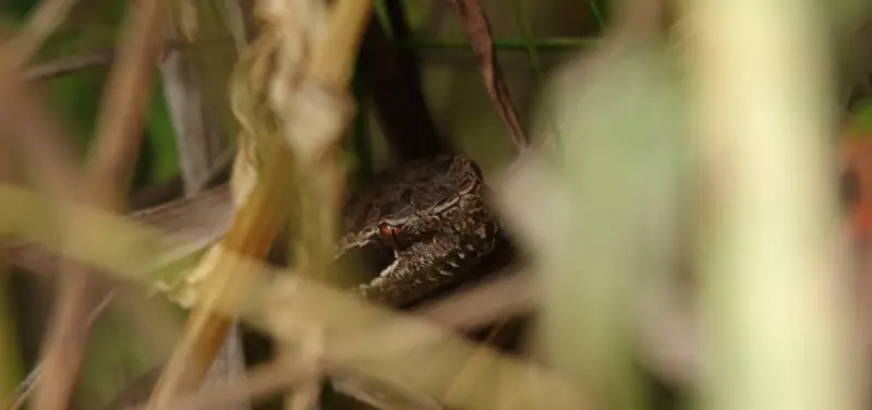 Змеиный гид: учимся отличать ужа от гадюки и знать, чего ожидать