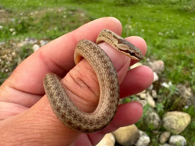 Змеиный гид: учимся отличать ужа от гадюки и знать, чего ожидать