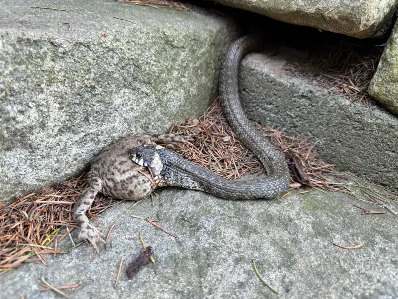 Змеиный гид: учимся отличать ужа от гадюки и знать, чего ожидать