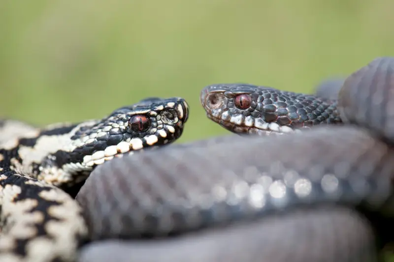 Змеиный гид: учимся отличать ужа от гадюки и знать, чего ожидать