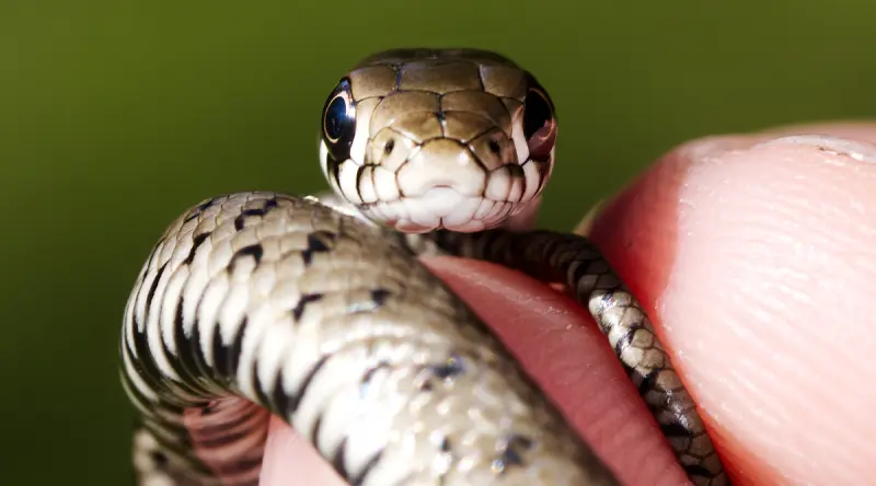 Змеиный гид: учимся отличать ужа от гадюки и знать, чего ожидать