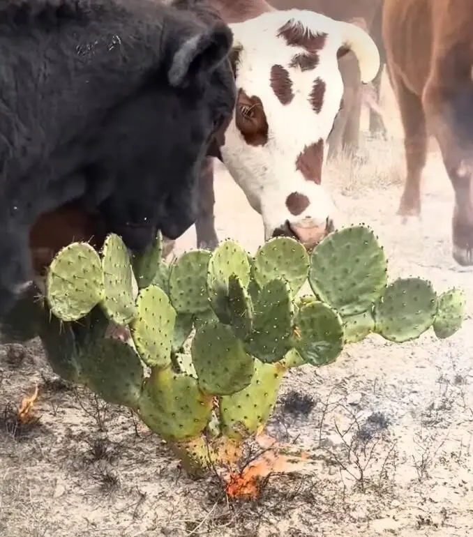 Зачем фермеры в пустыне жгут кактусы: древний секрет спасения скота