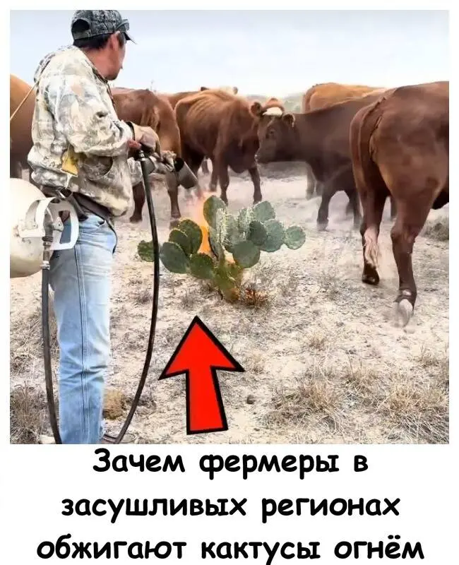 Зачем фермеры в пустыне жгут кактусы: древний секрет спасения скота