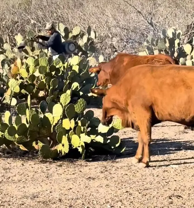 Зачем фермеры в пустыне жгут кактусы: древний секрет спасения скота