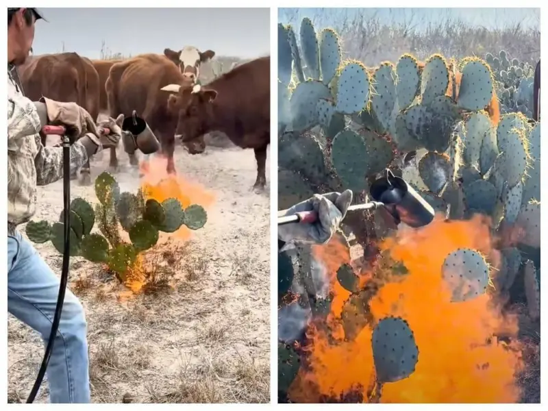 Зачем фермеры в пустыне жгут кактусы: древний секрет спасения скота