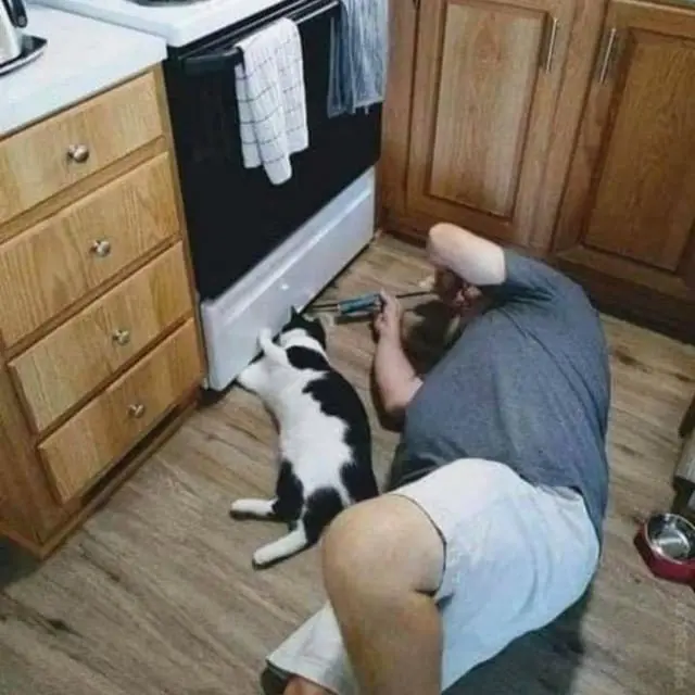 Смекалистые питомцы: 17 фото, которые доказывают, что животные умнее, чем мы думаем