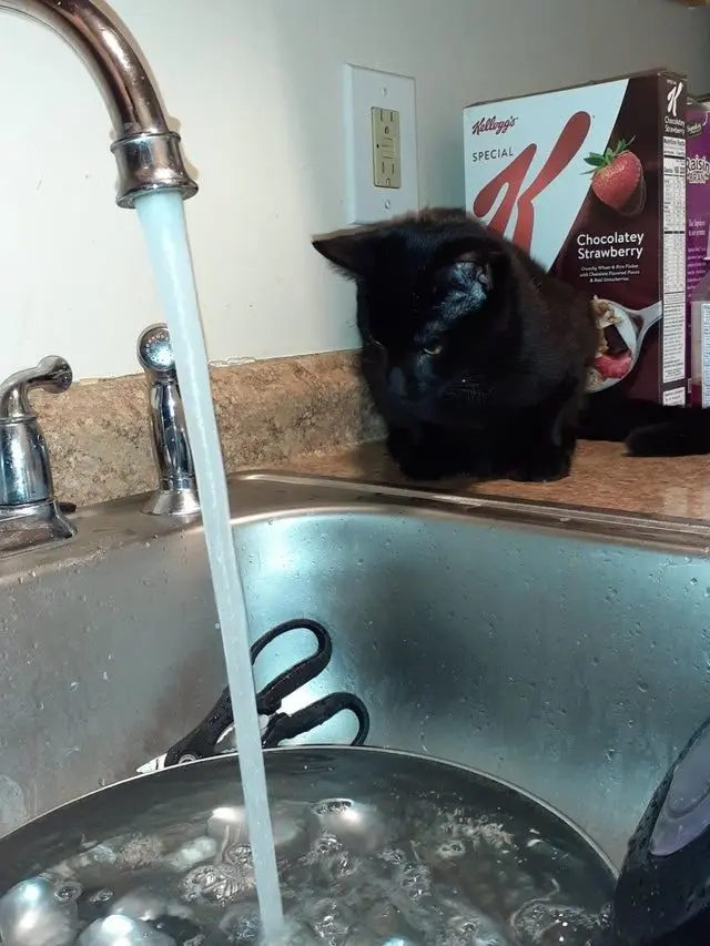 Смекалистые питомцы: 17 фото, которые доказывают, что животные умнее, чем мы думаем