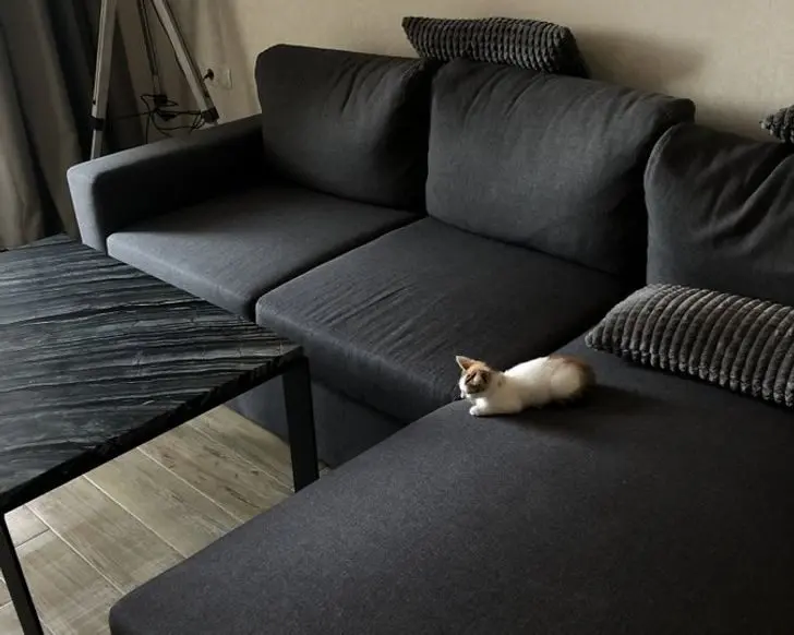 Смекалистые питомцы: 17 фото, которые доказывают, что животные умнее, чем мы думаем