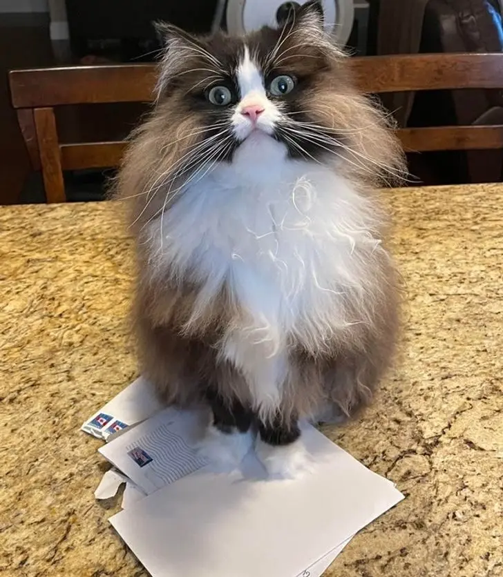 Смекалистые питомцы: 17 фото, которые доказывают, что животные умнее, чем мы думаем