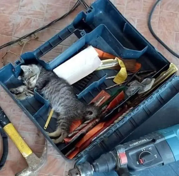 Смекалистые питомцы: 17 фото, которые доказывают, что животные умнее, чем мы думаем