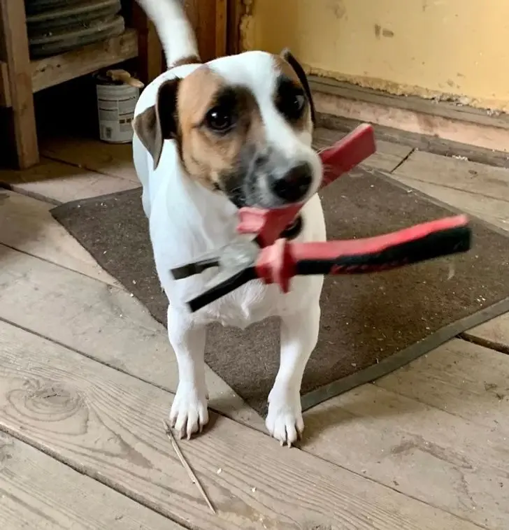 Смекалистые питомцы: 17 фото, которые доказывают, что животные умнее, чем мы думаем