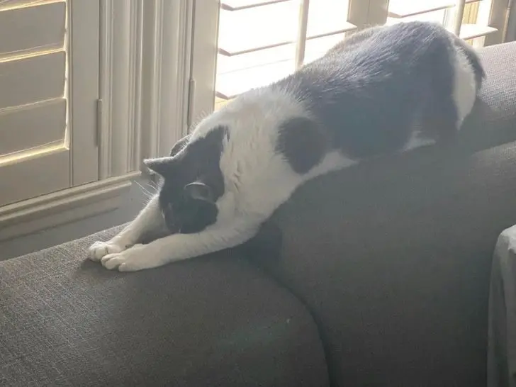 Смекалистые питомцы: 17 фото, которые доказывают, что животные умнее, чем мы думаем