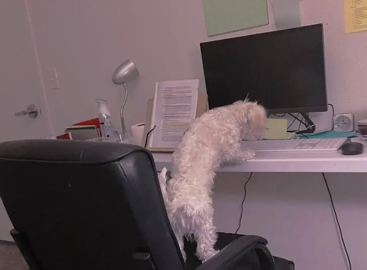 Смекалистые питомцы: 17 фото, которые доказывают, что животные умнее, чем мы думаем