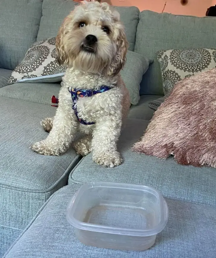 Смекалистые питомцы: 17 фото, которые доказывают, что животные умнее, чем мы думаем