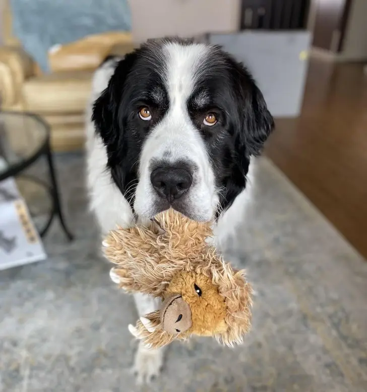 Смекалистые питомцы: 17 фото, которые доказывают, что животные умнее, чем мы думаем