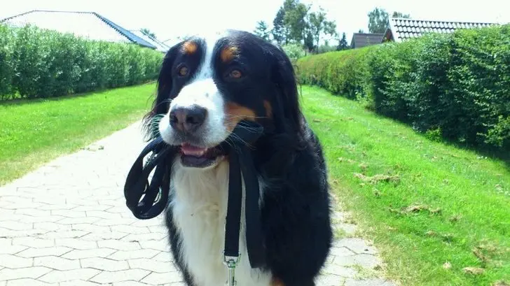 Смекалистые питомцы: 17 фото, которые доказывают, что животные умнее, чем мы думаем