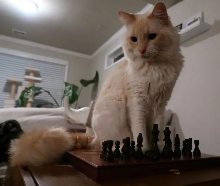 Смекалистые питомцы: 17 фото, которые доказывают, что животные умнее, чем мы думаем