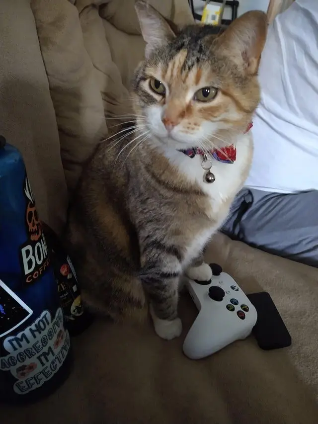 Смекалистые питомцы: 17 фото, которые доказывают, что животные умнее, чем мы думаем