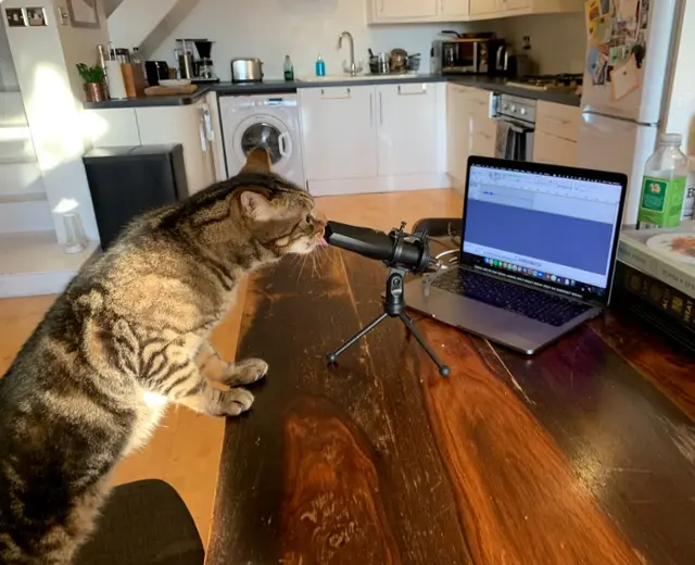 Смекалистые питомцы: 17 фото, которые доказывают, что животные умнее, чем мы думаем