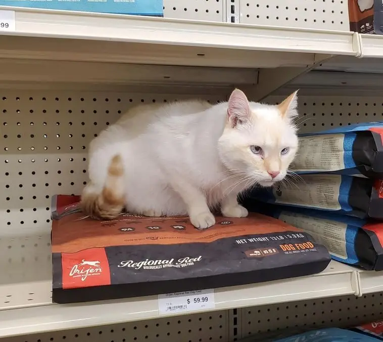 Смекалистые питомцы: 17 фото, которые доказывают, что животные умнее, чем мы думаем