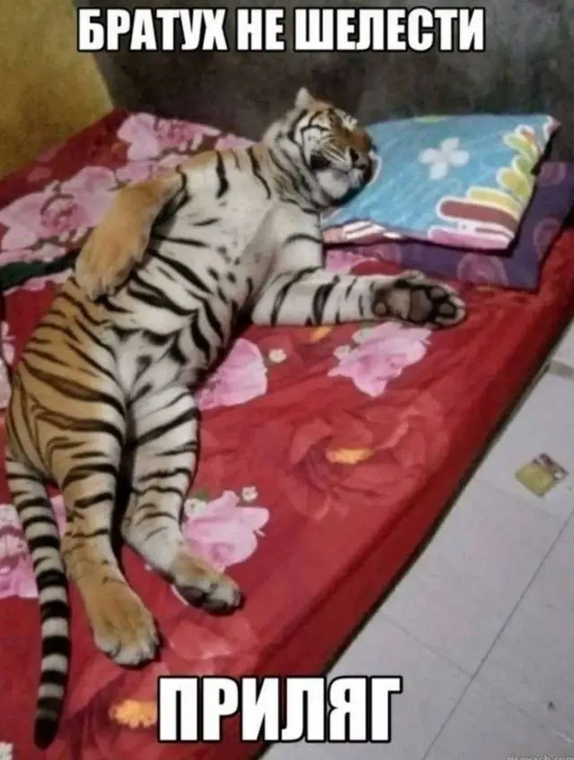 Лучшие шутки и мемы для поднятия настроения