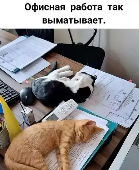 Пятничный заряд позитива: лучшие мемы и приколы