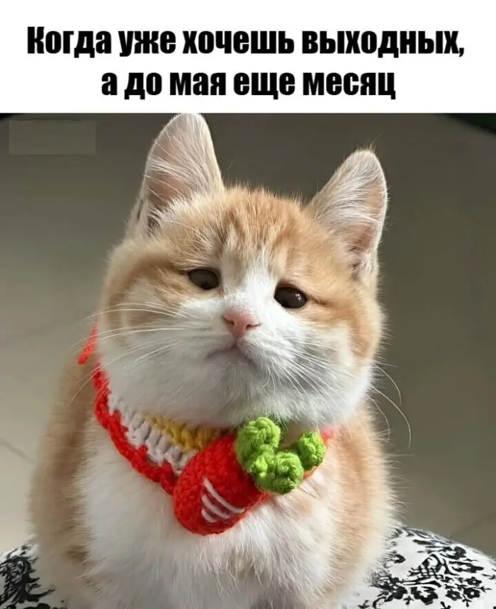 Пятничный заряд позитива: лучшие мемы и приколы