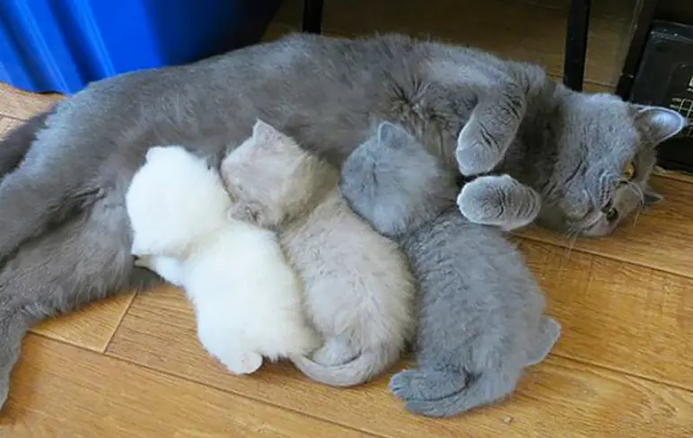 Как разные знаки зодиака реагируют на жизненные "трындецы": юмористический взгляд