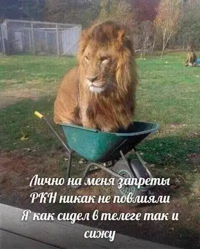 Смешные мемы на все случаи жизни