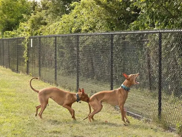 Невозмутимая дерзость питомцев: 17 фото, доказывающих, кто в доме хозяин