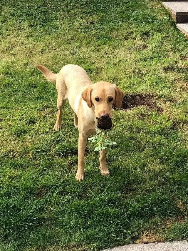Невозмутимая дерзость питомцев: 17 фото, доказывающих, кто в доме хозяин