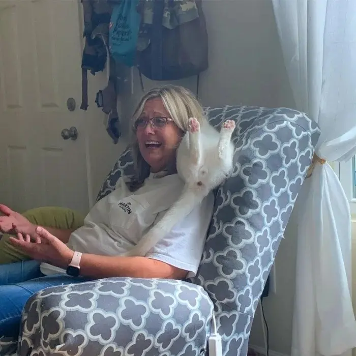 Невозмутимая дерзость питомцев: 17 фото, доказывающих, кто в доме хозяин