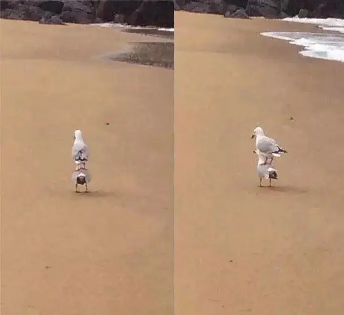 Невозмутимая дерзость питомцев: 17 фото, доказывающих, кто в доме хозяин