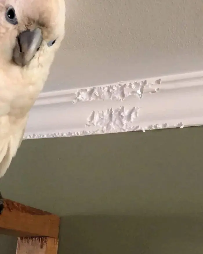 Невозмутимая дерзость питомцев: 17 фото, доказывающих, кто в доме хозяин