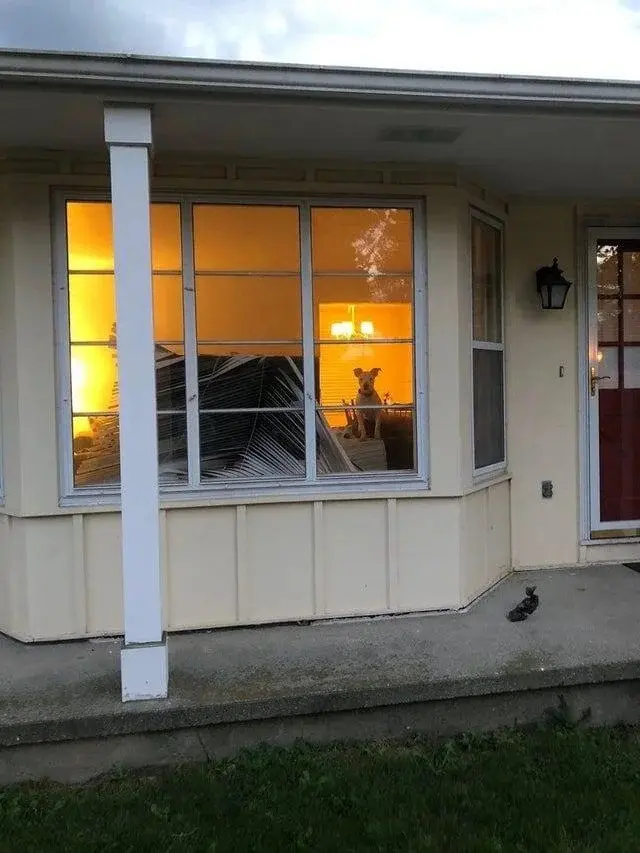 Невозмутимая дерзость питомцев: 17 фото, доказывающих, кто в доме хозяин