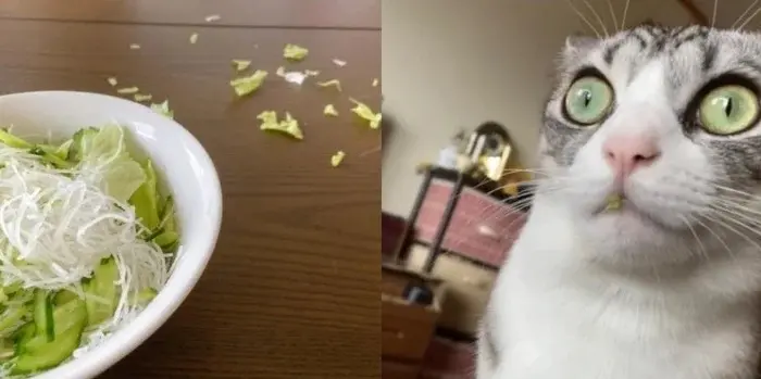 Невозмутимая дерзость питомцев: 17 фото, доказывающих, кто в доме хозяин