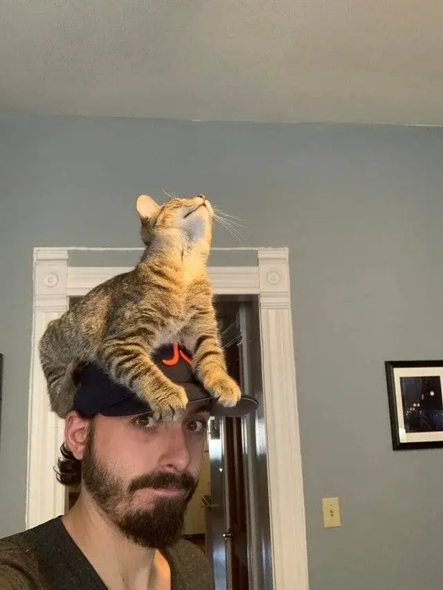 Невозмутимая дерзость питомцев: 17 фото, доказывающих, кто в доме хозяин